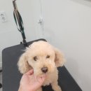 행복애견미용실 티스토리