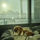 늙은 개 이미지