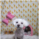 주견야DOG 이미지