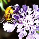 6.20 곤충강 _ 벌목1 (영어 이름 Sawflies, Ichneumons, Braconids, Wasps, Ants, Bees) 이미지