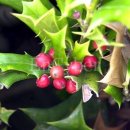 홀리호랑 이미지