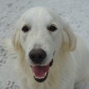 푸른들동물병원 이미지