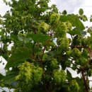 홉 호프 이미지