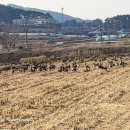 겨울 논(畓)의 방문객 이미지