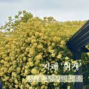 김해 목향장미 카페 휘게 | 실시간 후기, 주차