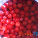 앵두청과
