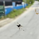 요즘 유리창에많이보이는 벌레 이미지