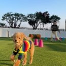 털로덮인 친구들 이미지