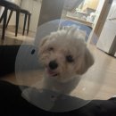 에니펫동물병원 이미지