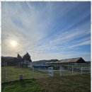 조이애견 이미지