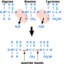 지그재그 - 결합 이미지