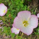 연분홍 낮달맞이꽃 이미지