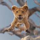 Mufasa The Lion King 이미지