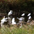 작은백로 이미지