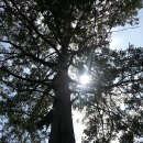 고병계곡 | 속 가능한 최고의 번개] - 강원도 정선 민둥산, (고병계곡/덕우리 트레킹), 아우라지역, 꽃벼루재...