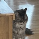 여름이면 땡기는 냉면 냉면 냉면 30년 전통 지장산 칡냉면(김원훈과 조진세도 먹은 집) 만두가 참 내 취향