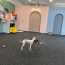 개캉스 살롱 이미지