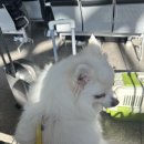 완도읍-11 | 완도에서 제주까지 배타고 강아지랑 여행가기! | 한일고속페리 실버클라우드 스페셜 펫룸 후기