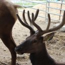 유일사슴목장 이미지