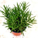 향기나는 화원 이미지