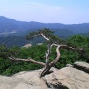 4월28일(월) 남양주 축령산 서리산 철쭉꽃산행 이미지
