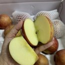 예산황토사과 이미지