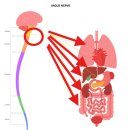 김태희한의원 | 당신의 불안장애가 잘 낫지 않는 이유 – 미주신경·자율신경불균형 때문일 수 있습니다