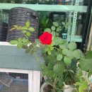 아이비플라워 앞 이미지