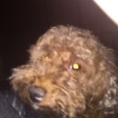 이상목장 이미지