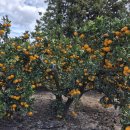 녹산2농장 이미지