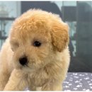 강아지와 고양이 이미지