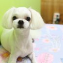 강실장펫살롱 이미지