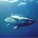 태평양광택 이미지