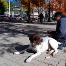 펫츠런 애견 이미지