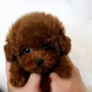 강아지분양 퍼피베이비 이미지