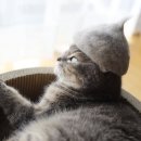 고양이 모자 이미지