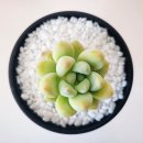 루이 이미지