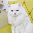 용강동물병원 이미지