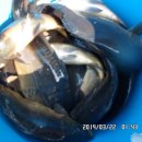 파주민물 이미지