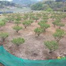 청솔농원 이미지