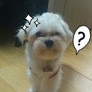 이도플랜