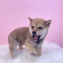 내품안의반려견광명점 이미지