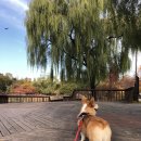 샤워앤독 이미지