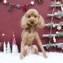 어벤독스 이미지