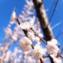 이른봄의 서정 이미지