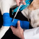 24시 송도힐 동물메디컬센터 이미지