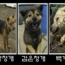 제주개 동영상 이미지