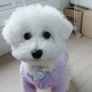 빵긋댕긋 이미지