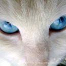 이쁜냥이 이미지