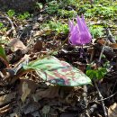 축령산휴양림입구 이미지